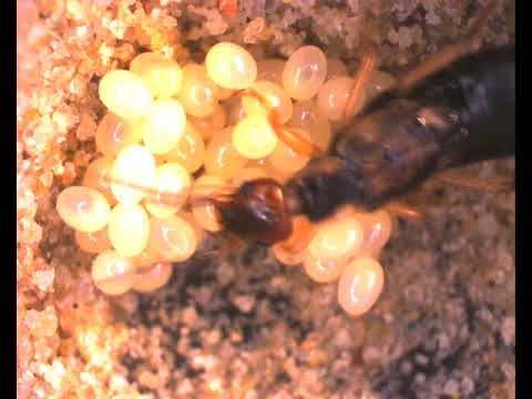 Soins des oeufs par une femelle Perce-oreille commun - Forficula auricularia