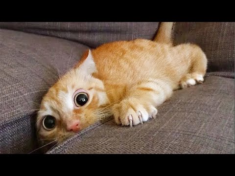 Funniest Animals 😄 New Funny Cats and Dogs Videos 😹🐶 - Part 20
