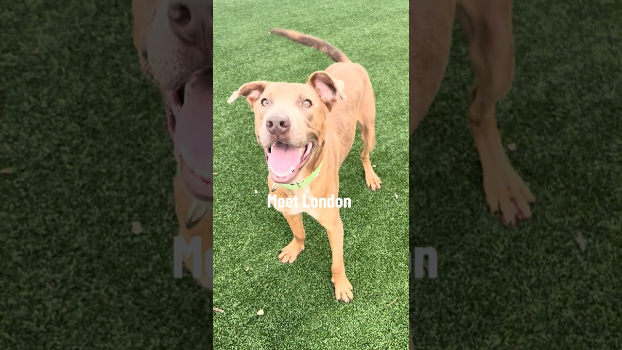 Enlarge London, a Adoptable mixed breed in Huntley, IL video 6/6