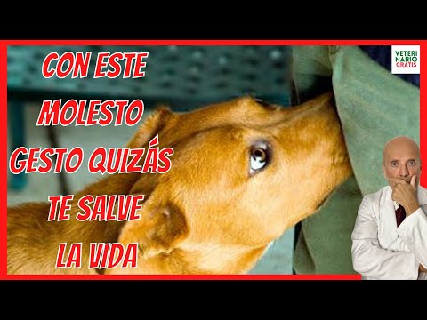 WHY DOES MY DOG SMELL MY INTIMATE PARTS? ALL ITS MEANINGS