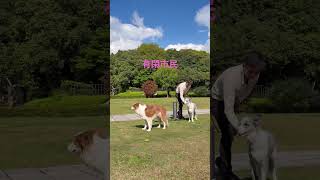 犬と整う、やさしい暮らし。