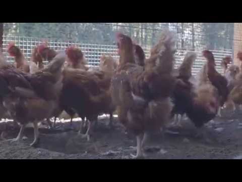 BC Egg Blogger Farm Tour 2016