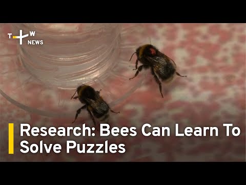 U.K. Research Shows Bees Can Learn To Solve Puzzles by Watching Others | TaiwanPlus