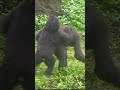 433#ゴリラ | D'jeeco Family 🦍 #shorts 【#金剛猩猩】