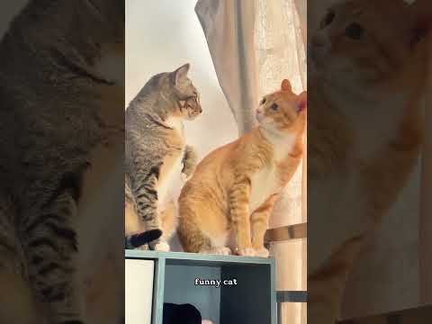 Funny cat #funny #funnyvideo #cat #funnycats