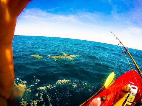Lone Man Gets Towed For Miles in Kayak By 11 Foot Hammerhead Shark