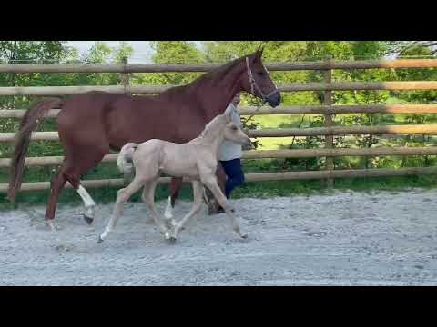 Qandide X Bonds x Damon Hill