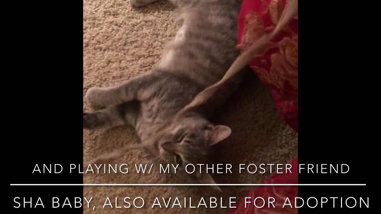 Enlarge Grey, an adopted mixed breed in Warwick, RI video 2/6