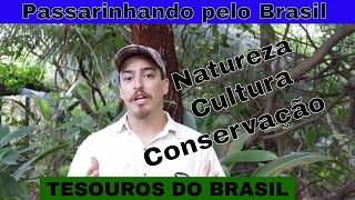 Ajudar aves ameaçadas? Entenda o projeto TESOUROS DO BRASIL