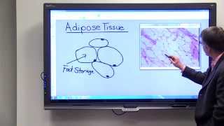 Adipose Tissue