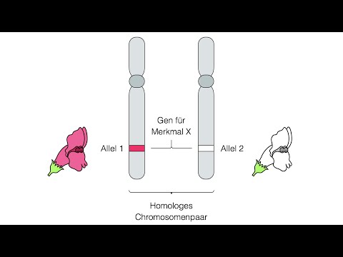 Was ist der Unterschied zwischen Genen und Allelen?