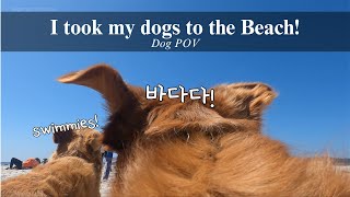 I took my dogs to the BEACH 🏖️ | Dog Reactions | Jumping Waves 🌊 | 강아지 수영 | 골든리트리버 수영 | 바닷가에 간 감자칩