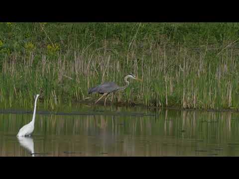 North American Great Egret and Great blue Heron hunt on a northern USA Beaver pond