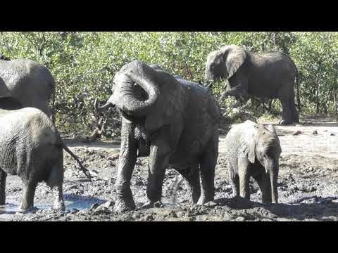 Scary moments. Elephants not so happy with me in their presence while taking a mud bath.