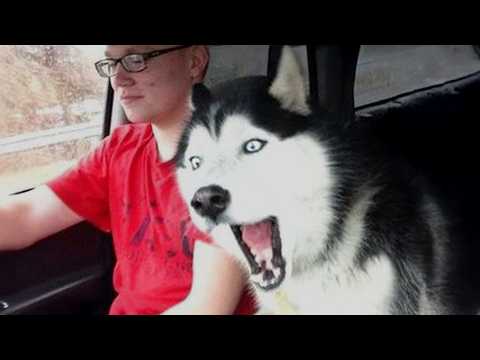 99.99% of A Husky's Body is Drama!🤣 Funny Dog Videos