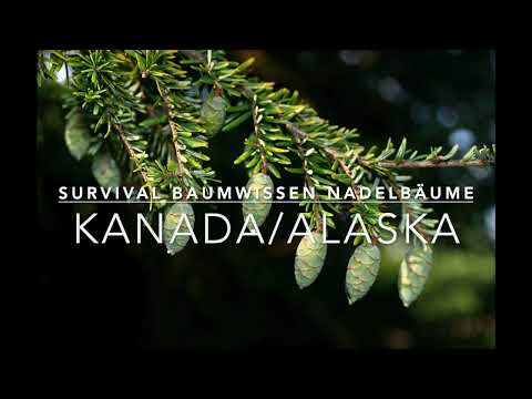 Survival Baumwissen in Nord-Nord Amerika! (z.B. für 7 vs. Wild oder Alone)