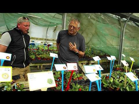 Growing Auricula UK Facebook group (1)