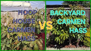 FEEDING 2 CARMEN HASS AVOCADO TREES IN WATSONVILLE THE BACKYARD CARMEN VS HOOP HOUSE CARMEN