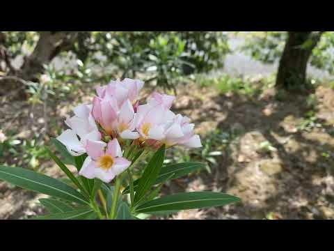園芸 キョウチクトウ「ヴィラ ロメイン」