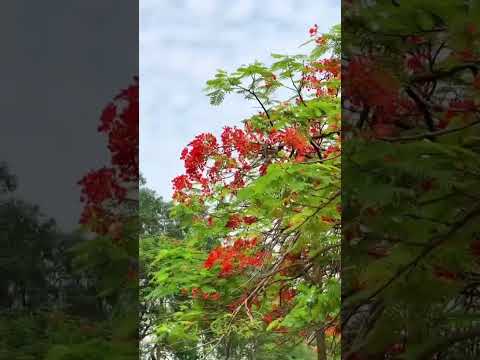 Beautiful Flowers ,Nature