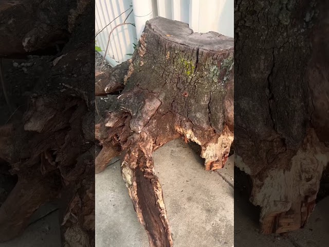 Vídeo relacionado con Fonyiunce 20 Elfos de Árboles Luminosos Princesa Mononoke Luminoso áRbol Elfos Figuras de árboles Brillantes de Resina y balcón para jardín para Micro Paisaje Patio al Aire Libre Patio(Azul e Verde)