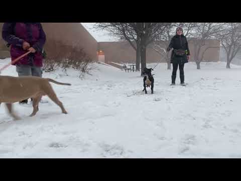 Wilhelmina & Greedo leash test