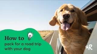 How to Pack for a Road Trip with Your Dog