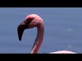 Lesser Flamingos Preening And Feeding On The Coast Namibia