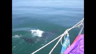Dolphins in New Quay Bay, Ceredigion Wales