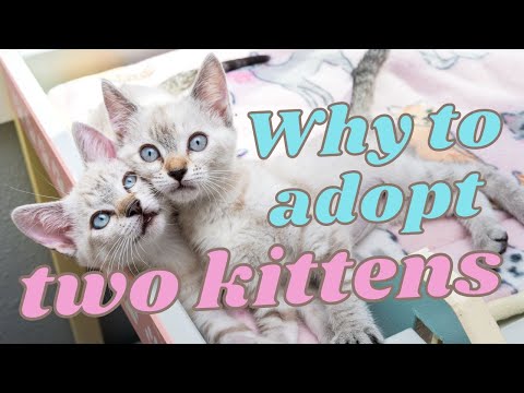Two Kittens Are Better Than One (Why to Adopt a Pair!)