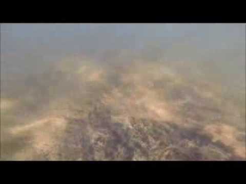 Gäddor under vattnet