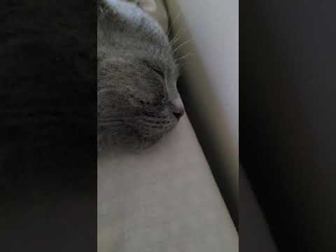 my cat snores so loud when sleeping