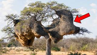 Park Ranger Evacuates the Area When He Realizes What’s in the Nest