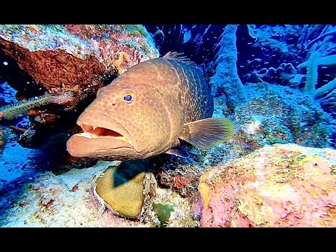 COME DIVE WITH ME IN BONAIRE  BEST SHORE DIVING IN THE WORLD!112 MINUTES UNDERWATER RELAXATION VIDEO