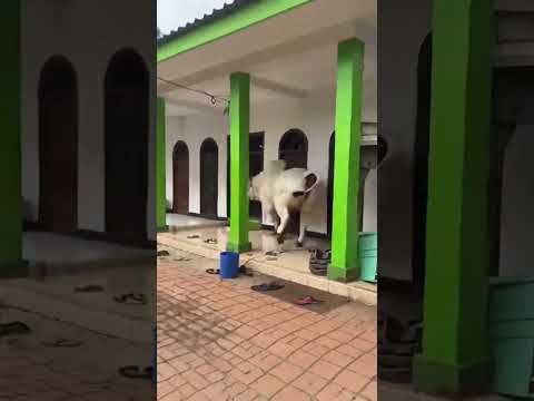 Sapi kurban tiba tiba melarikan diri #sapiviral #sapigemuk #sapilucu