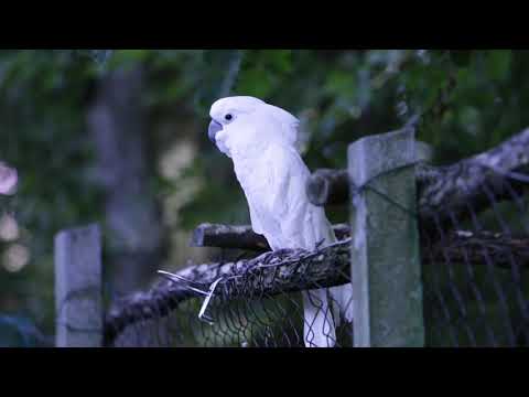 Colorful Macaw Parrots - stunning birds in 4k / Relaxing music