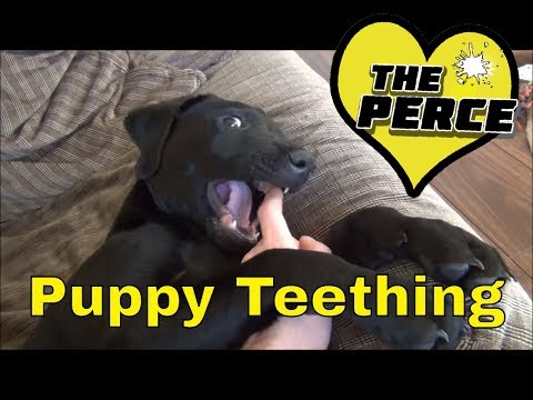 black Labrador Puppy Teething - so cute