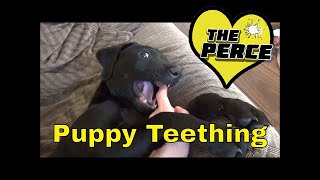 black Labrador Puppy Teething - so cute