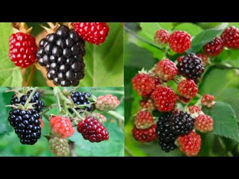 桑|味の異なる2種類の果物|マルベリーまたはブラックベリー👌👍