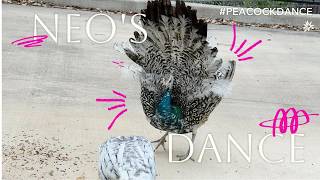 Neo Was Born for Flamenco 🦚 Peacock Rain Dance.