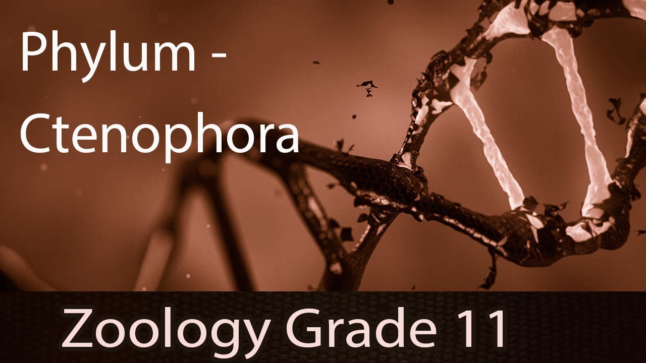 Animal Kingdom | Phylum - Ctenophora | Detailed Explanation | Representation | Part 4