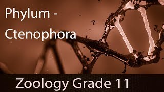 Animal Kingdom | Phylum - Ctenophora | Detailed Explanation | Representation | Part 4