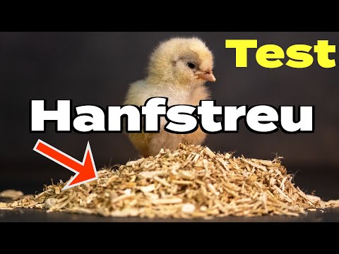 Einstreutest Hanfstreu für Küken: Berauschend?