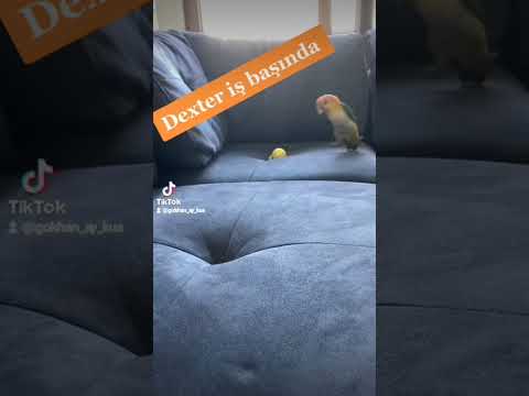 #caiqueparrot Dexter iş başında 😃👏#papağan #hayvanseverler #aykuşkanatlıdünyası