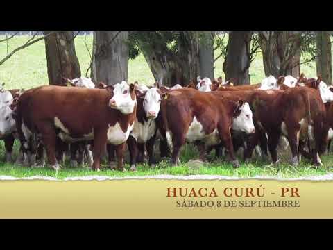 Huaca Curu Hembras a la venta 2018