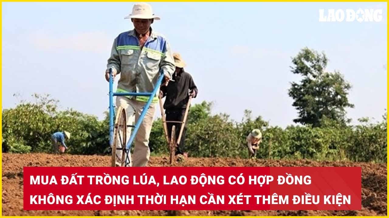 Mua đất trồng lúa, lao động có hợp đồng không xác định thời hạn cần xét thêm điều kiệ