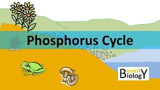 Phosphorus Cycle (updated)