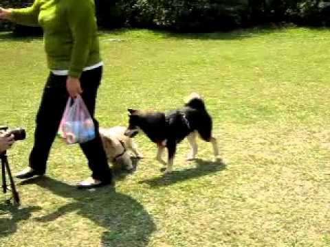 小寶~~草皮玩耍篇~~(原發表者:阿寶)(影片)