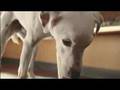 VW Polo Singing Dog ad 