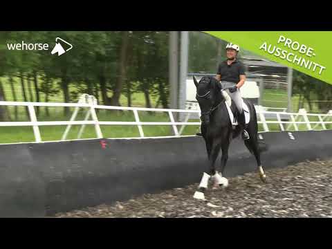 Effektive Hilfen: Schenkelweichen & Traversale | Uta Gräf